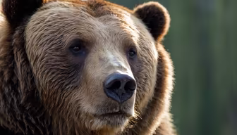 Grizzly Majesty Grizzly Majesty