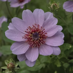 Pastel Bloom Pastel Bloom