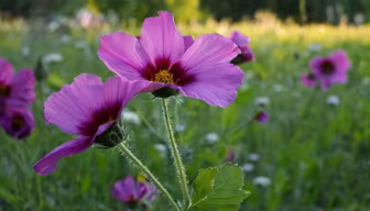 Summer Bloom Summer Bloom