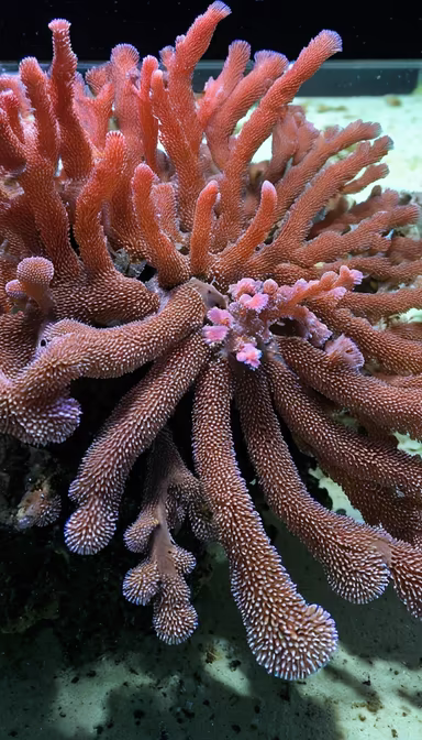Coral Beauty
