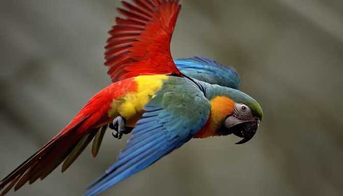 Scarlet Macaw in Flight