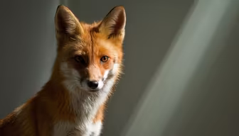 Fox Stare Fox Stare