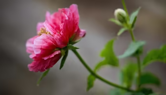 Pink Perfection Pink Perfection
