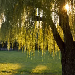 Golden Willow