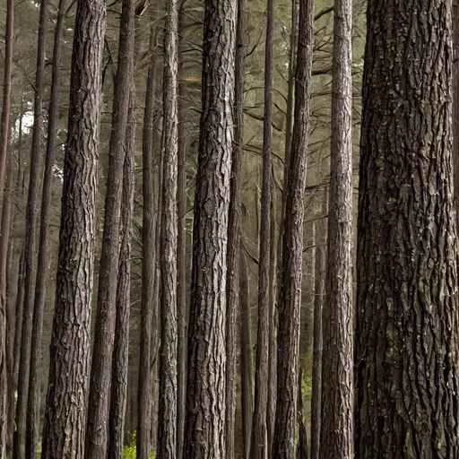 Forest Bathing