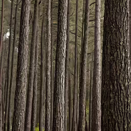 Forest Bathing