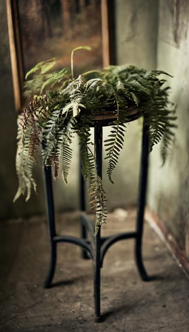 Fern on Stand Fern on Stand