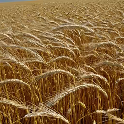 Golden Harvest Golden Harvest