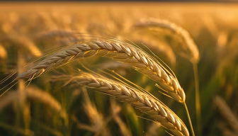 Golden Harvest Golden Harvest