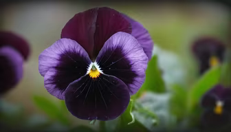 Velvet Pansy