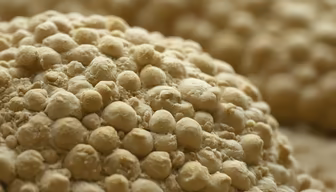 Yeast Colony