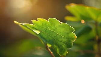 Leaf in the Sunlight Leaf in the Sunlight