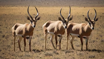 African Wildlife