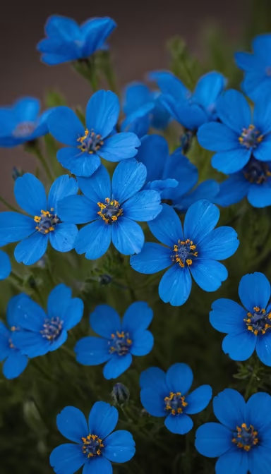 Azure Blooms