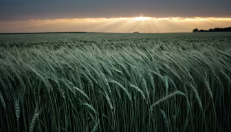 Golden Hour Field