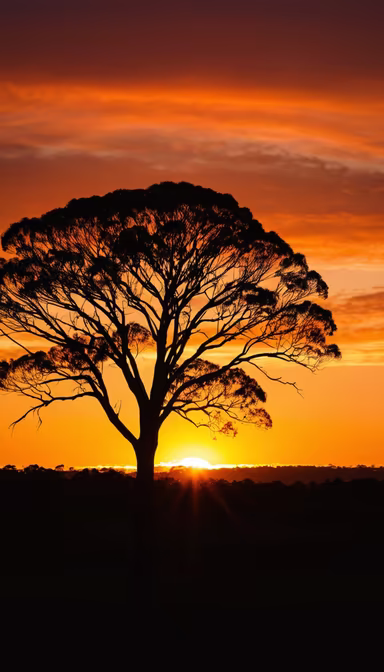 Golden Hour Silhouette