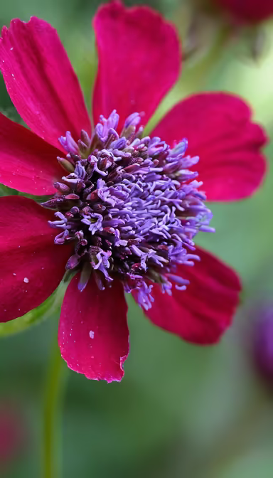 Crimson Bloom Crimson Bloom