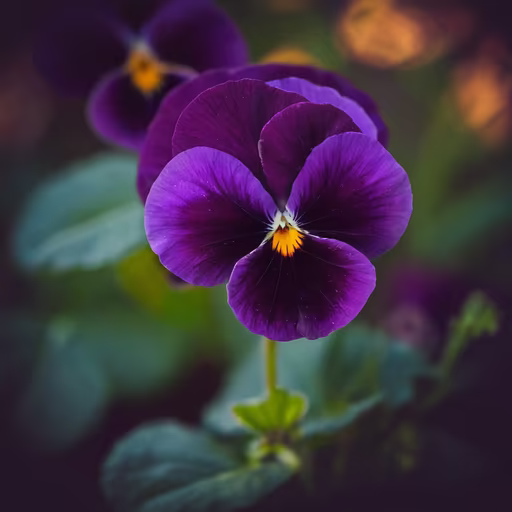 Purple Pansy