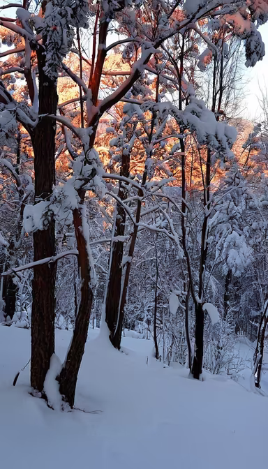 Winter's Glow Winter's Glow