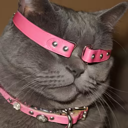 Cat in Pink Cat in Pink
