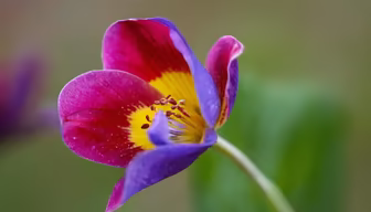 Painted Petals Painted Petals