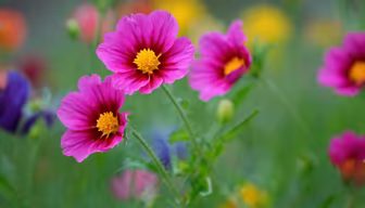 Summer Bloom