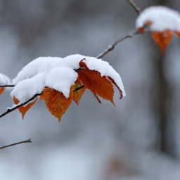 Winter's Touch