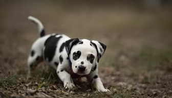 Playful Pup