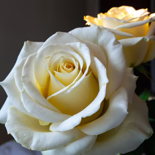 Ivory Roses