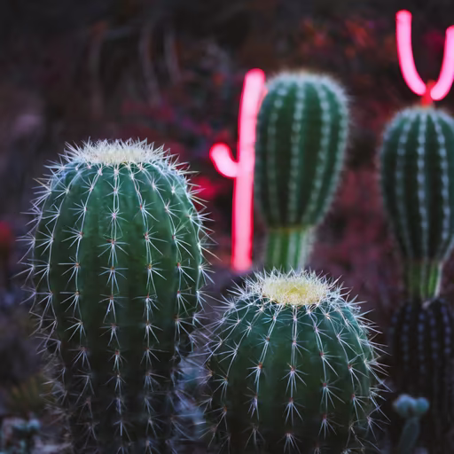 Desert Nights