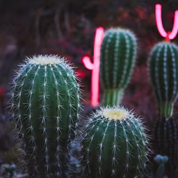 Desert Nights