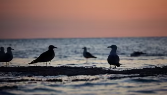 Seagulls at Dusk