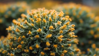 Golden Bloom