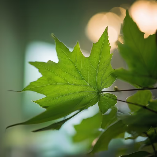 Green Leaf