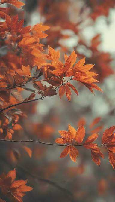 Autumnal Hues