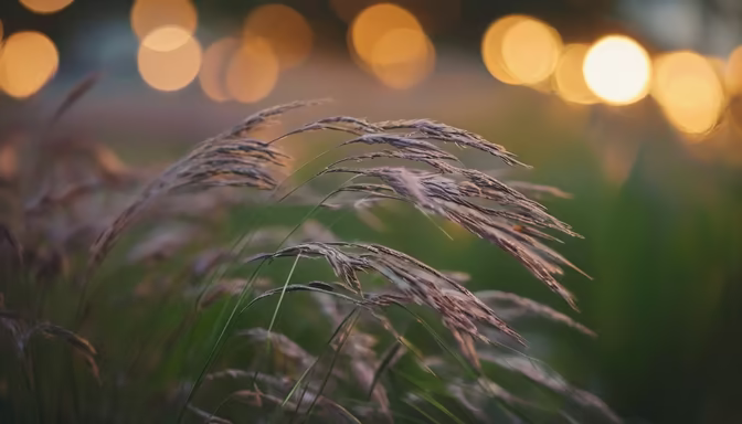 Whispers of Nature