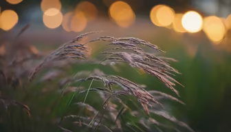 Whispers of Nature Whispers of Nature