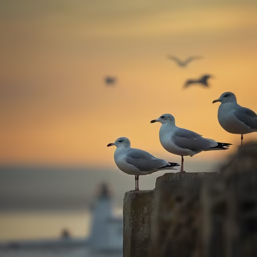 Seagull Sunset