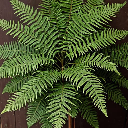 Fern Beauty