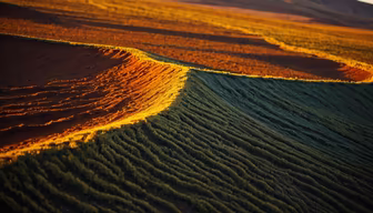 Golden Fields Golden Fields