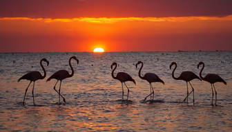 Flamingo Sunset Flamingo Sunset