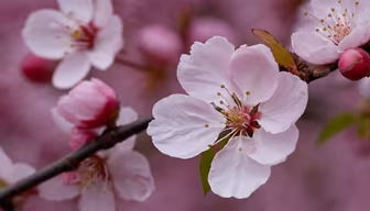 Cherry Blossoms Cherry Blossoms