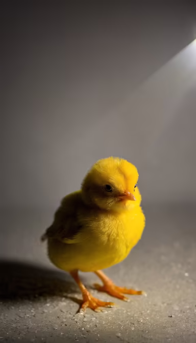 Little Sunshine