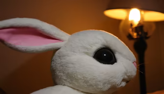 Bunny Dreams Bunny Dreams