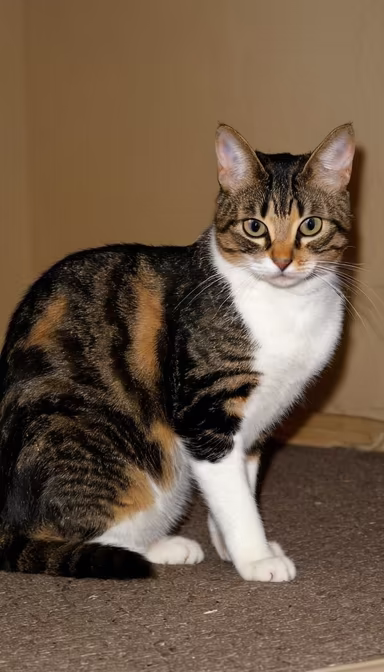 Meet Cleo