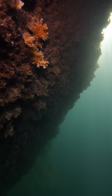 Underwater Cliff Underwater Cliff