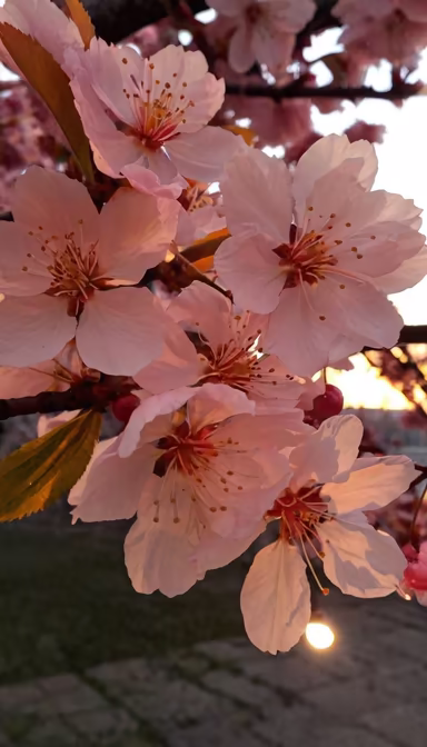 Spring Blossoms Spring Blossoms