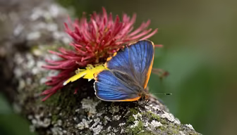 Butterfly's Rest