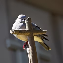 Dove on a Cross Dove on a Cross