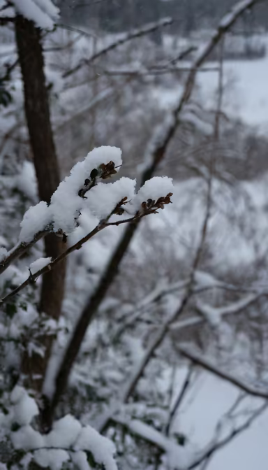 Winter's Touch Winter's Touch